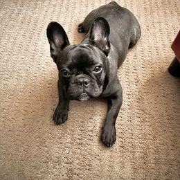 French Bulldog Puppies from Excuse My Frenchies