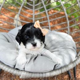 Nova - Black and white female Cavapoo puppy in Wamego, Kansas from Doodles of Oz