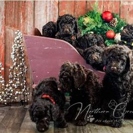Poodle Puppies from Northern Creek