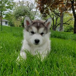 Alaskan Malamute Puppies from Delphi Alaskan Malamutes
