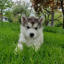 Alaskan Malamute Puppies from Delphi Alaskan Malamutes