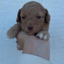 Mini - Apricot male Cavapoo puppy in Ville Platte, Louisiana from The Barkery