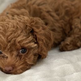 Cavapoos and Poodles from Coopers Lane Puppies