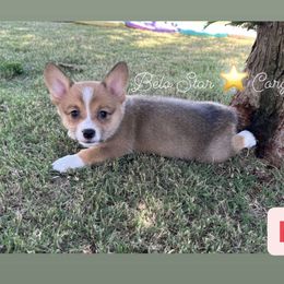 Mia - Red Pembroke Welsh Corgi puppy in California from Belo Star Corgis