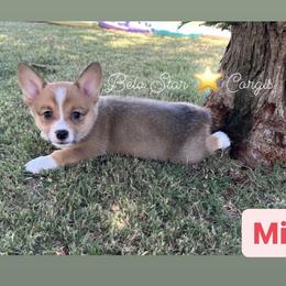 Mia - Red Pembroke Welsh Corgi puppy in California from Belo Star Corgis