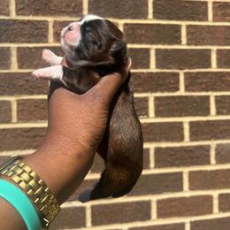 Marble - Tricolor male Shih Tzu puppy in Severn, Maryland from Maryland Shih Tzus
