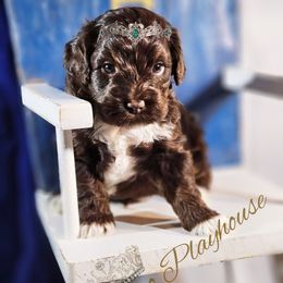 Cockapoo Puppies from Royal Cockapoo Playhouse