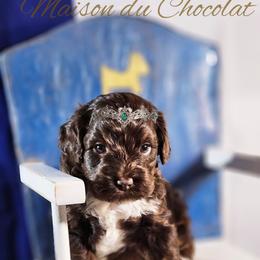 Cockapoo Puppies from Royal Cockapoo Playhouse