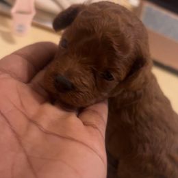 Malta - Red  female Poodle puppy in Long Island, New York from Minipaws kennel