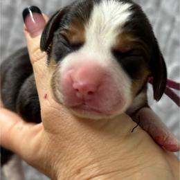 Beagle Puppies from Hales Little Beagle Haven