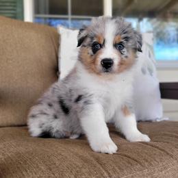 Australian Shepherd Puppies from RussKris Farms Aussies