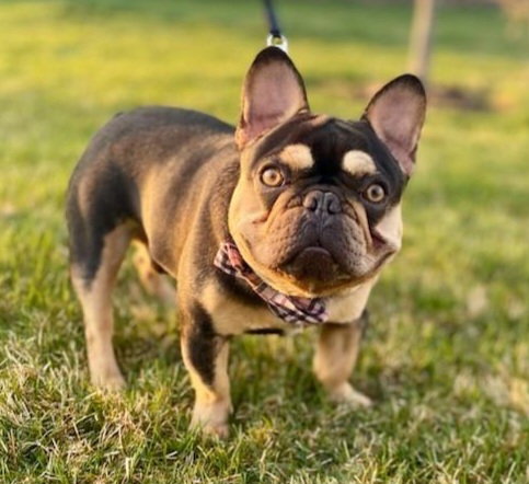 French Bulldog Puppies from Jessicah's Frenchies Michigan's French Bulldog Breeder