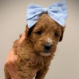 Sneezy - Red  female Goldendoodle puppy in Bradenton, Florida from Christianna’s Mini Goldendoodles