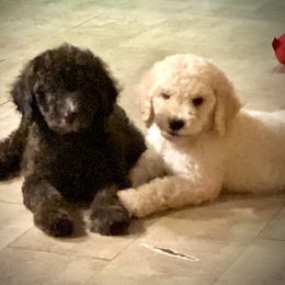 Poodle Puppies from Purple Heart Canines
