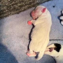 Brooks - White male Jack Russell Terrier puppy in Fairbury, Illinois from Kilgus Jack Russell Terriers