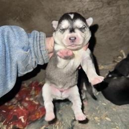 Boy 1 - Black and white male Siberian Husky puppy in Iron River, Wisconsin from Wiemeri Siberians