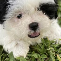 Shih Tzus from Fara Jimenez's Shih Tzus