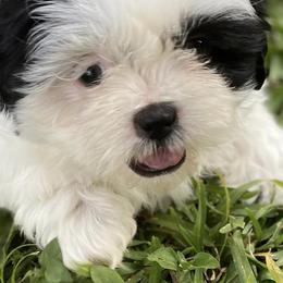 Shih Tzus from Fara Jimenez's Shih Tzus