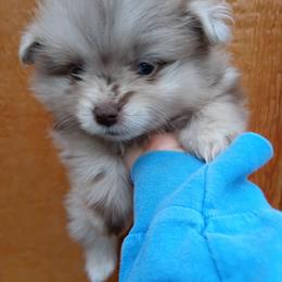 Cherokee pup 1 - Chocolate merle male Pomeranian puppy in Carrollton, Georgia from B AND R'S POMERANIAN'S