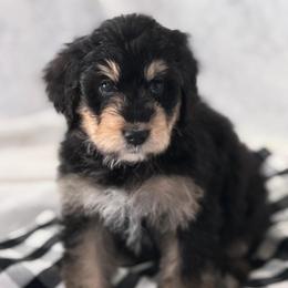 Piper - Tri-color female Bernedoodle puppy in Phelan, California from PuppyPaws4U