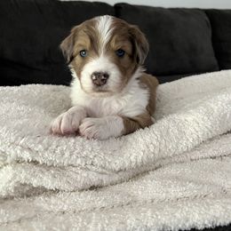 Aussiedoodle Puppies from A Dose Of Doodle