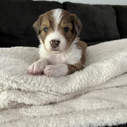 Aussiedoodle Puppies from A Dose Of Doodle