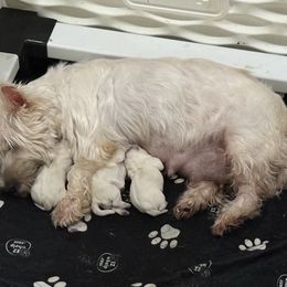 Mister - White male West Highland White Terrier puppy in Edinburg, Texas from Mel’s Westies