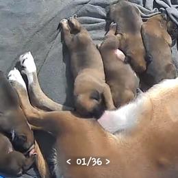 Girl 1 - Fawn female Boxer puppy in Thompson, Pennsylvania from Moonlitboxers