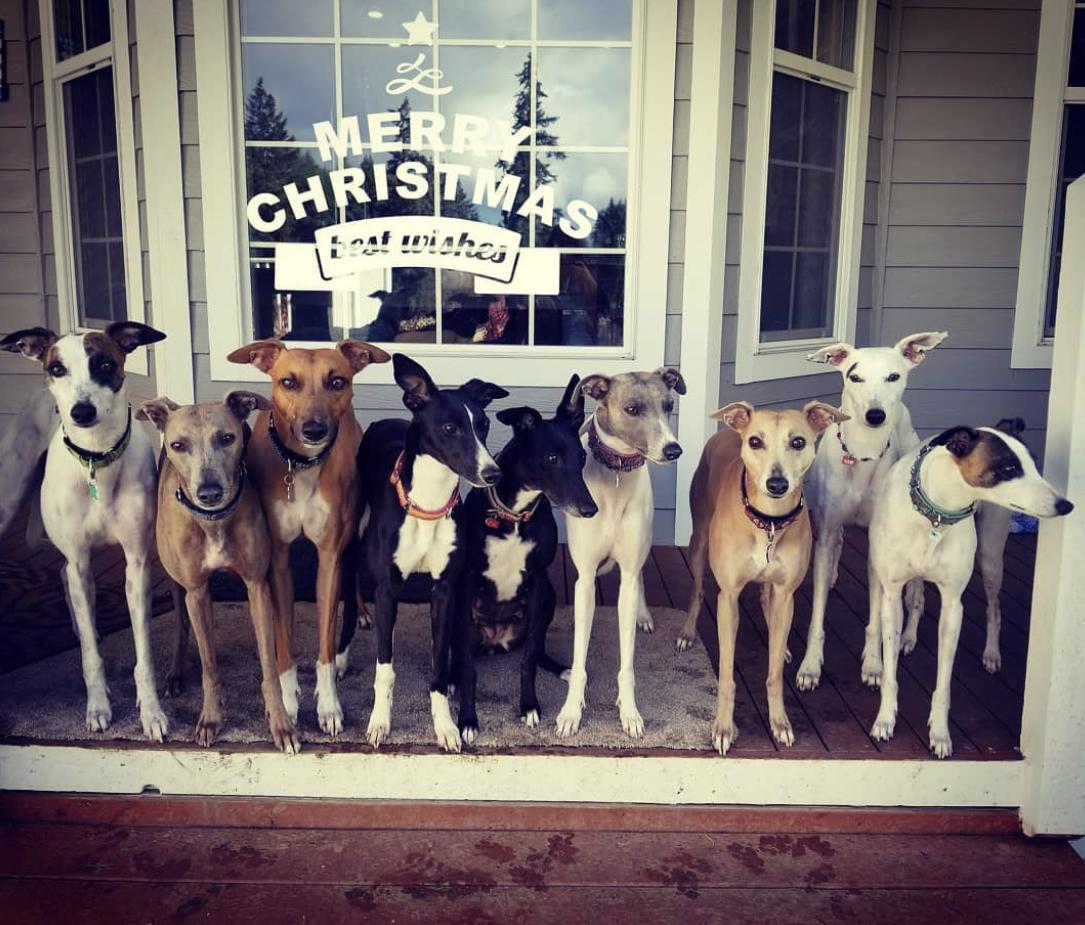 Jamminwhippets in Washington Whippet puppies Good Dog