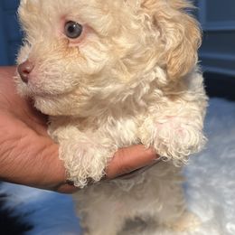 Poodle Puppies from Pawsome Poodles