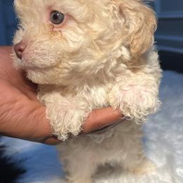 Poodle Puppies from Pawsome Poodles
