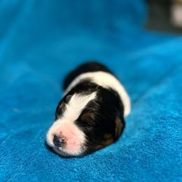 Alvin - Tri-color male Bernedoodle puppy in Jacksonville, Florida from Dandelion Doodles