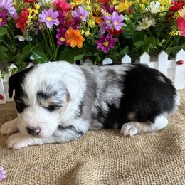 Hazel - Blue merle female Miniature American Shepherd puppy in Cowlitz County, Washington from Pleasant Woods Miniature American Shepherds