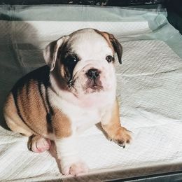Bulldog Puppies from Blazer Bulldog