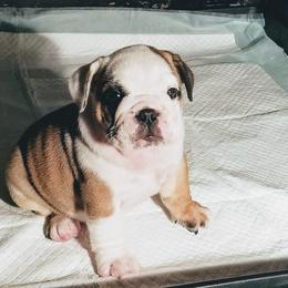 Bulldog Puppies from Blazer Bulldog