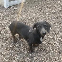 Bluey - Dachshund