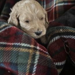 Frosty - Cream male Goldendoodle puppy in Waynesboro, Virginia from Forest Creek Kennel