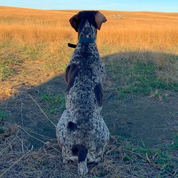 Ellie - German Shorthaired Pointer