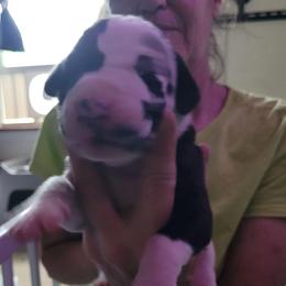 Brown collar boy - Harlequin male Great Dane puppy in Gansevoort, New York from Fancy Danes