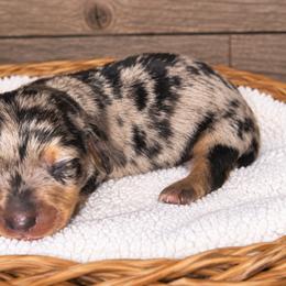 Mrs. Puff - Black and tan female Dachshund puppy in Warm Springs, Arkansas from Seven Hills Arkansas
