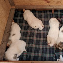 Great Pyrenees Puppies from Duck Creek Poultry Place & Wilson's Waterfowl