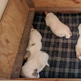 Great Pyrenees Puppies from Duck Creek Poultry Place & Wilson's Waterfowl