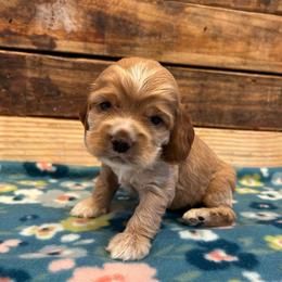 Blue Collar Boy - Buff and white male Cocker Spaniel puppy in Simms, Texas from Clayton’s Cocker Spaniels