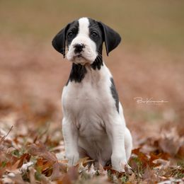 Arthur - Great Dane puppy from Foto Danes