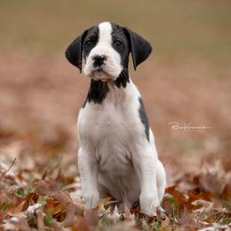 Arthur - Great Dane puppy from Foto Danes