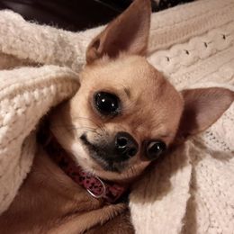 Chihuahuas from Gratom