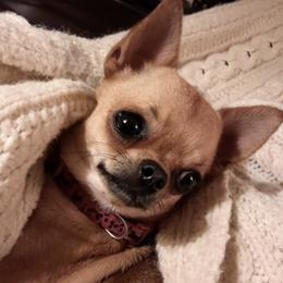 Chihuahuas from Gratom