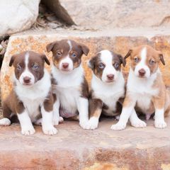 McNab Puppies from Vanir McNab Shepherds