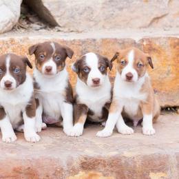 McNab Puppies from Vanir McNab Shepherds