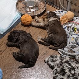 Cockapoo puppies from Rouffman Doodles